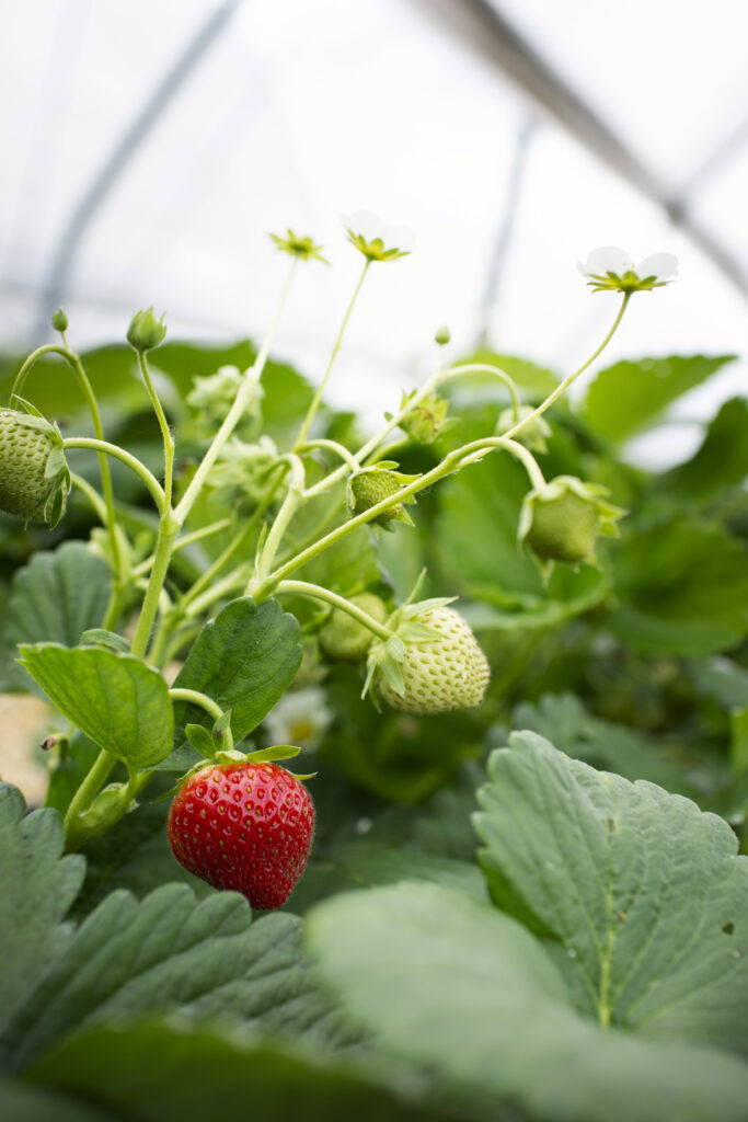 Aardbei