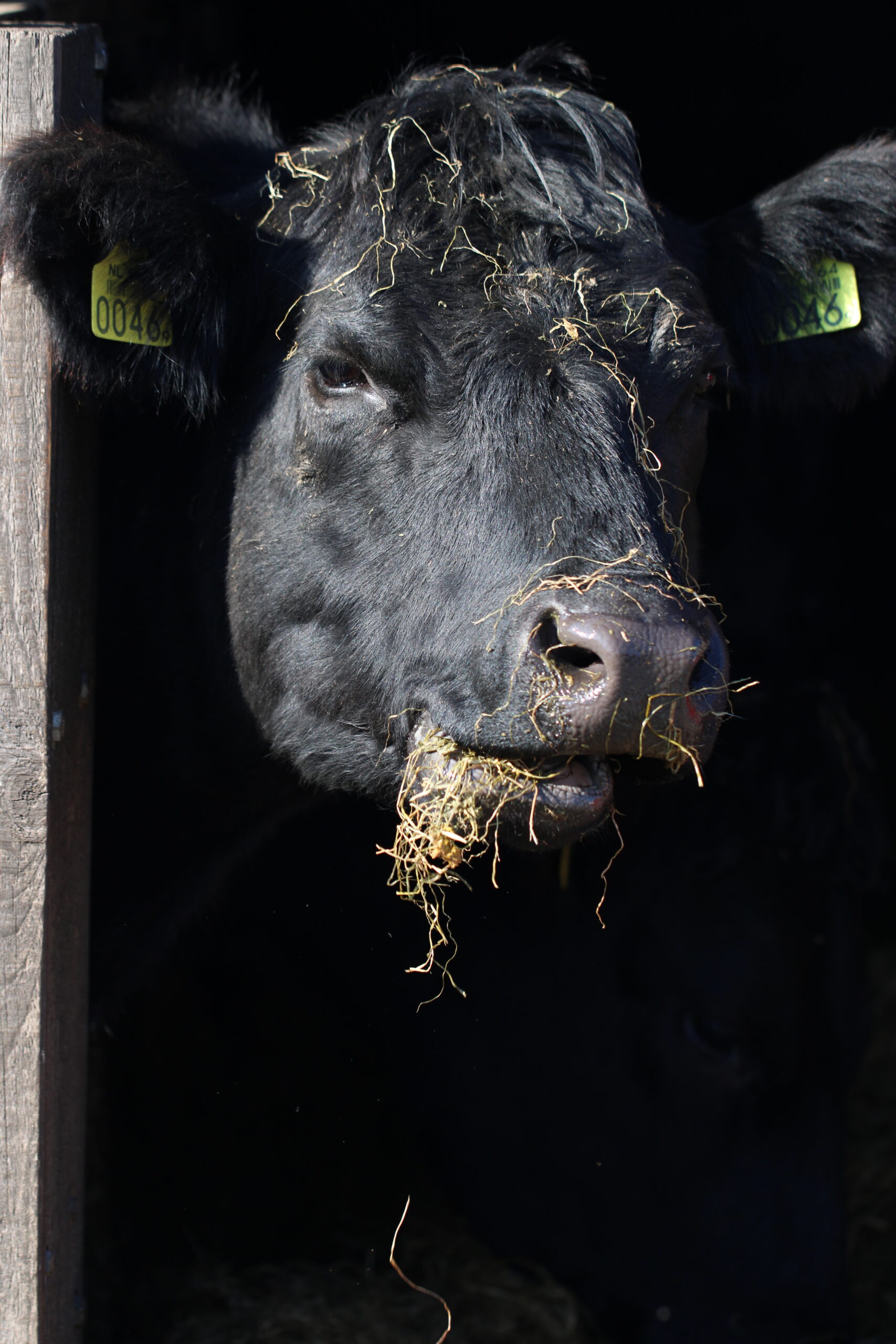 Black angus vlees