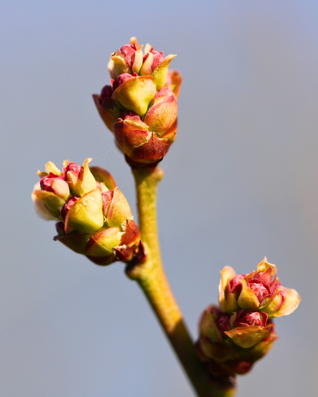 Terravie lente